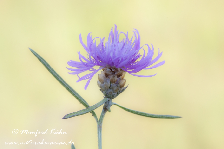 Flockenblume (Centaurea)_0003
