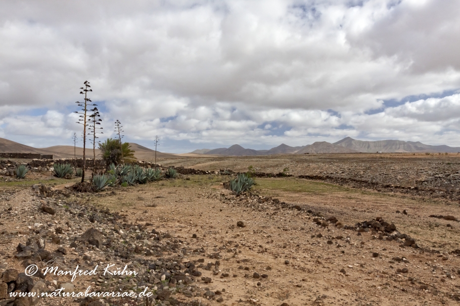 Fuerteventura (Spanien)_0056