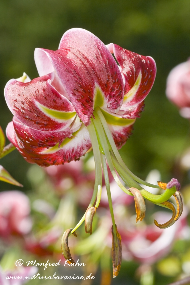 Gartenlilie (Lilium)_0014