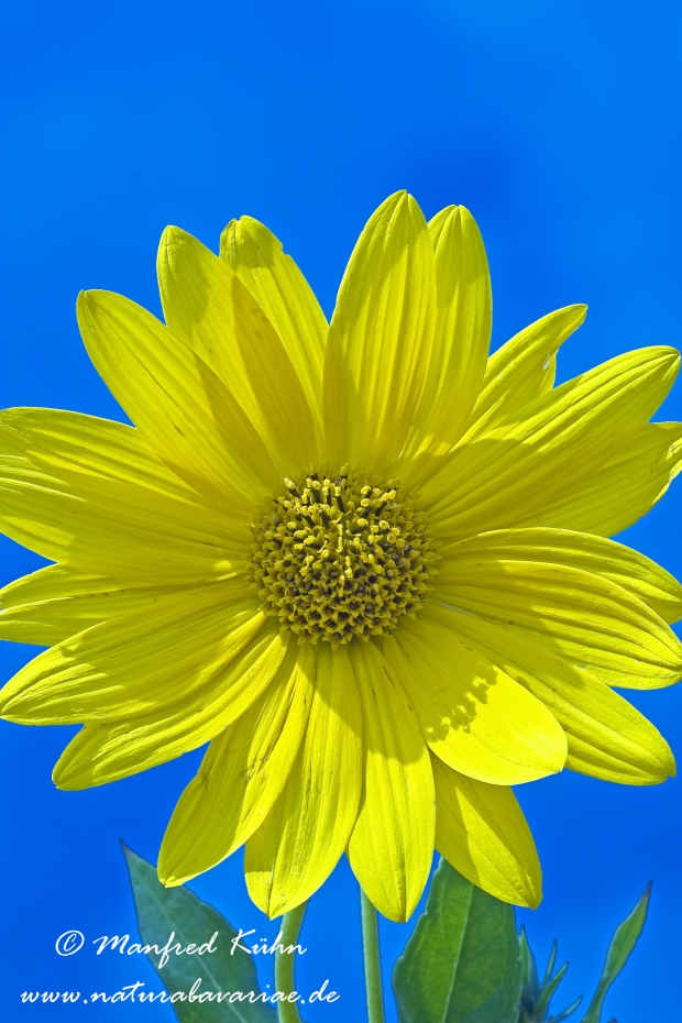 Sonnenblume (grobzähnige)_0002