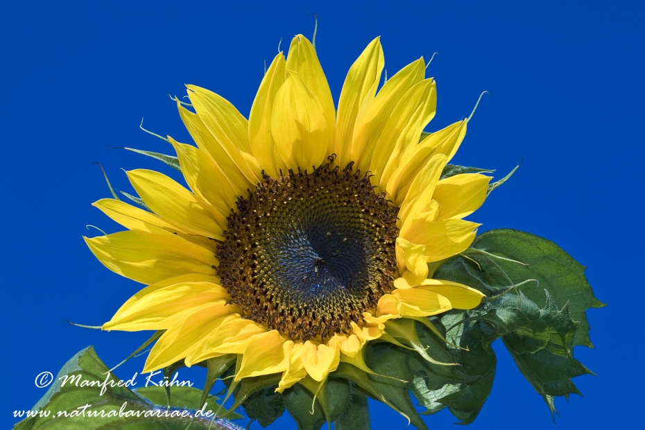 Sonnenblume (Zier)_0003