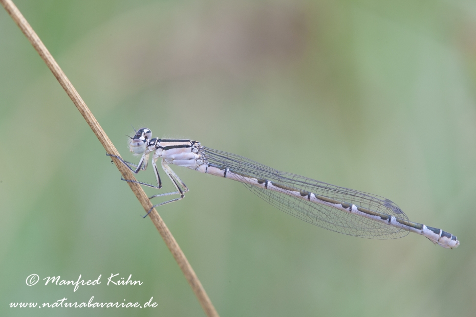 Becherjungfer (Gemeine)_0004