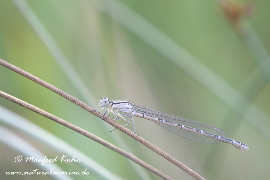 Becherjungfer (Gemeine)_0005