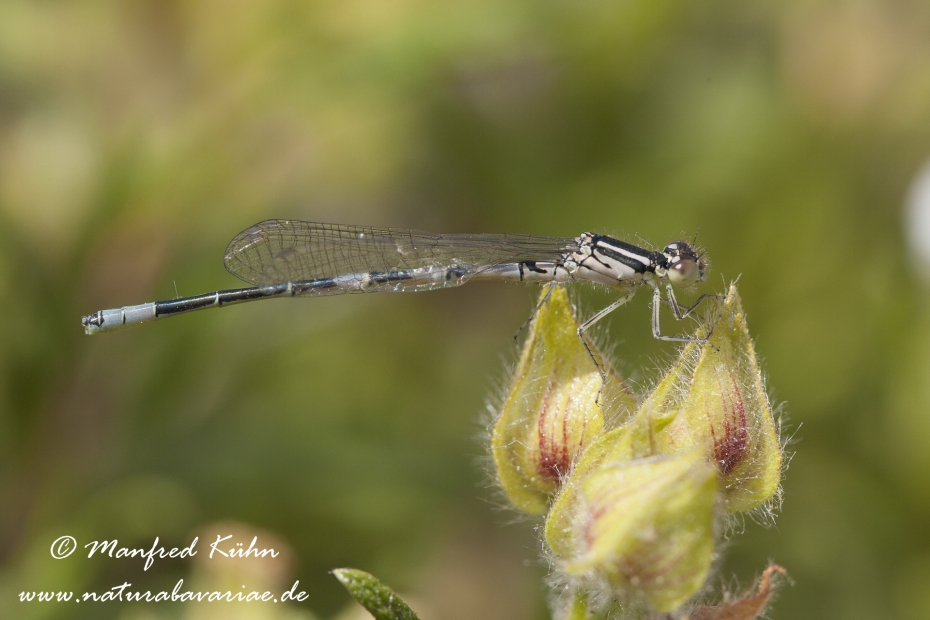 Azurjungfer (Gabel)_0002