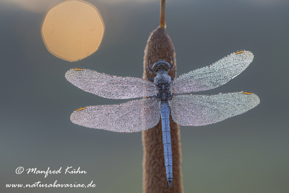 Blaupfeil (Kleiner)_0006