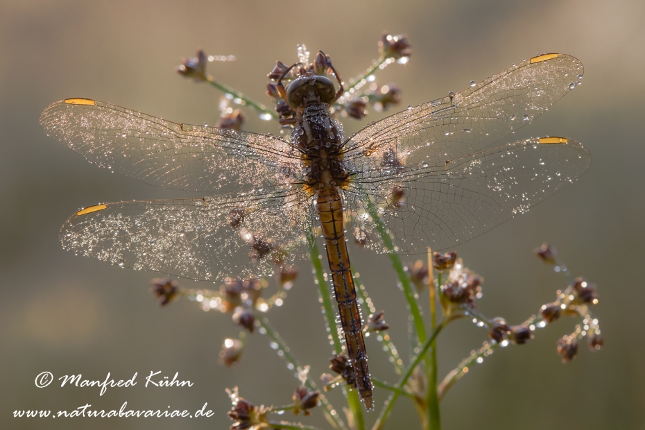 Blaupfeil (Kleiner)_0021