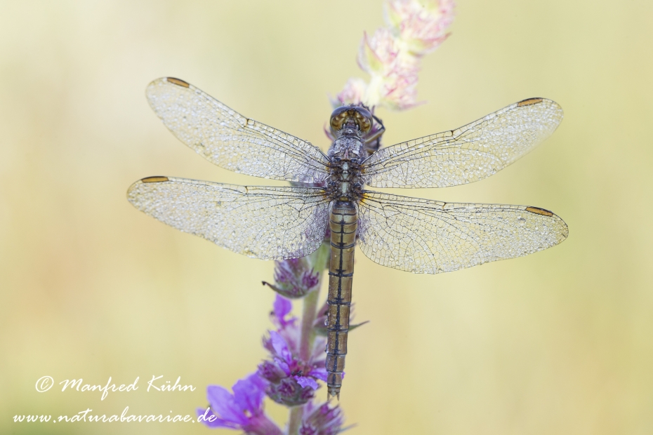 Blaupfeil (Kleiner)_0030