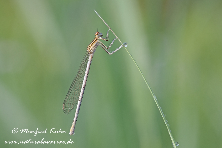 Federlibelle (Gemeine)_0008