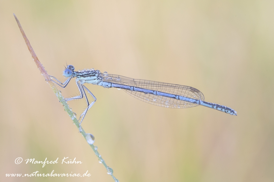 Federlibelle (Gemeine)_0012
