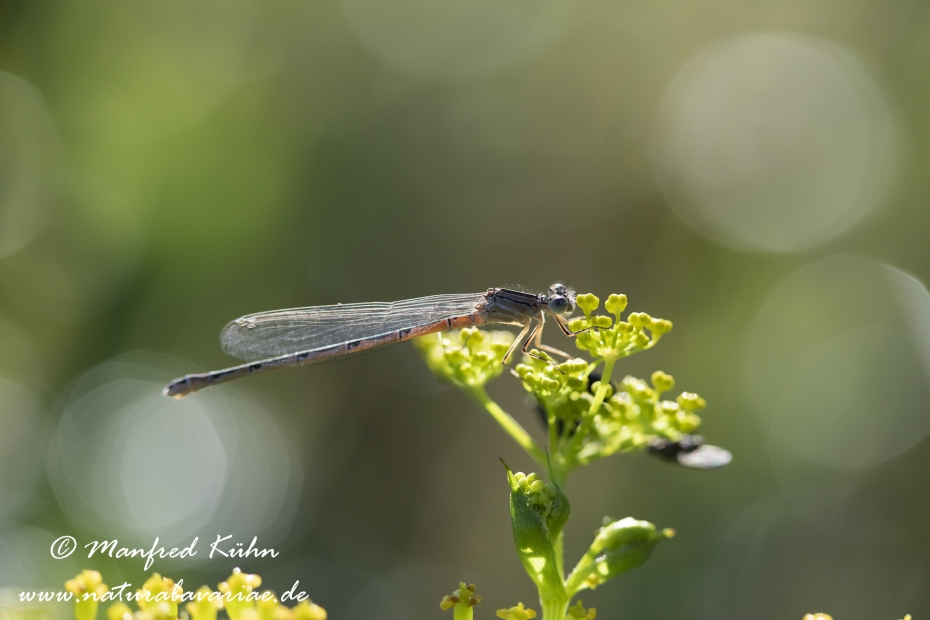 Federlibelle (Gemeine)_0015