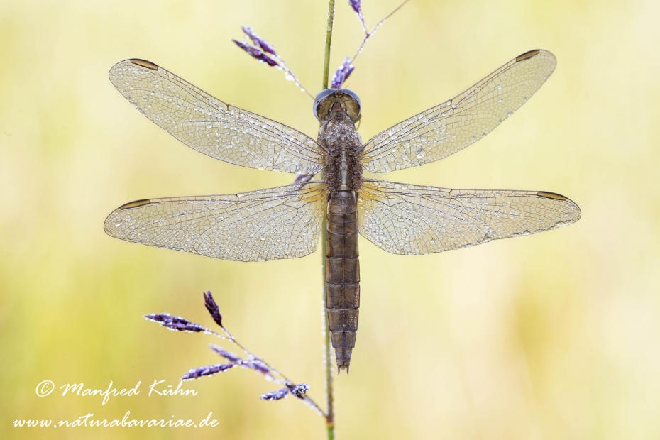 Feuerlibelle ()_0034