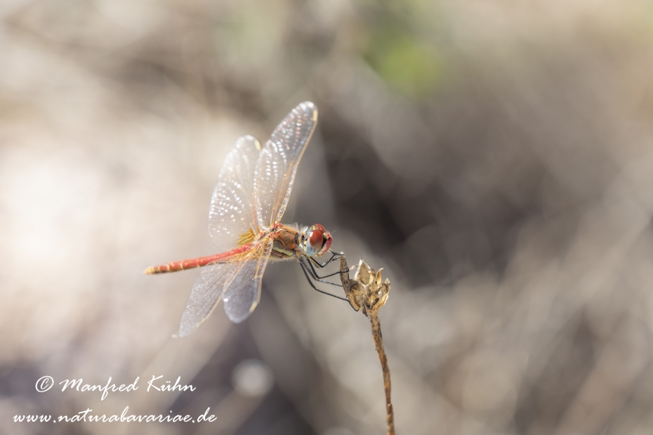 Heidelibelle (Frühe)_0003