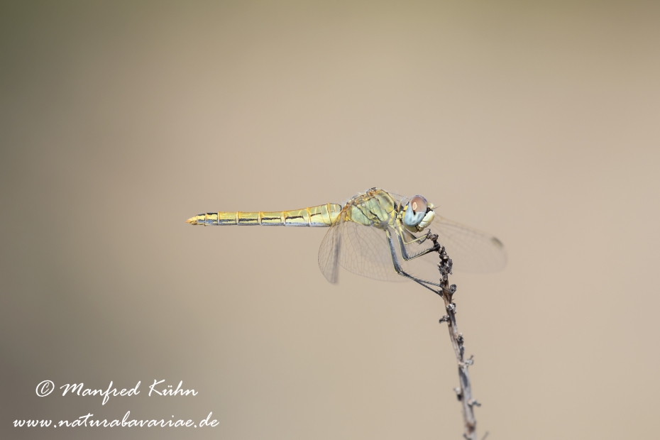 Heidelibelle (Frühe)_0013