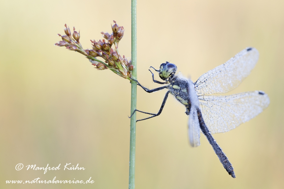 Heidelibelle (Schwarze)_0017