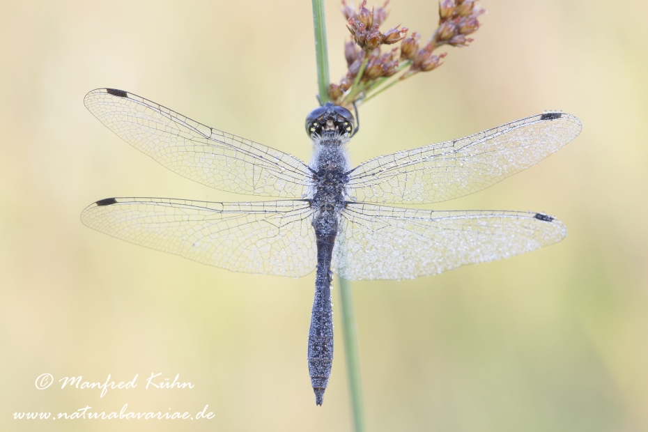 Heidelibelle (Schwarze)_0020