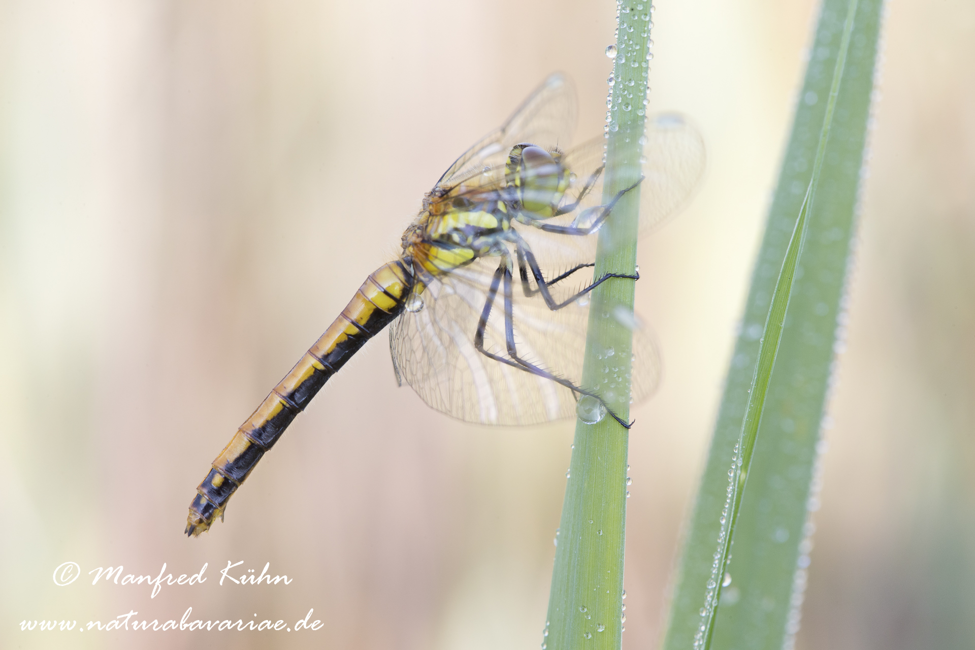 Heidelibelle (Schwarze)_0030