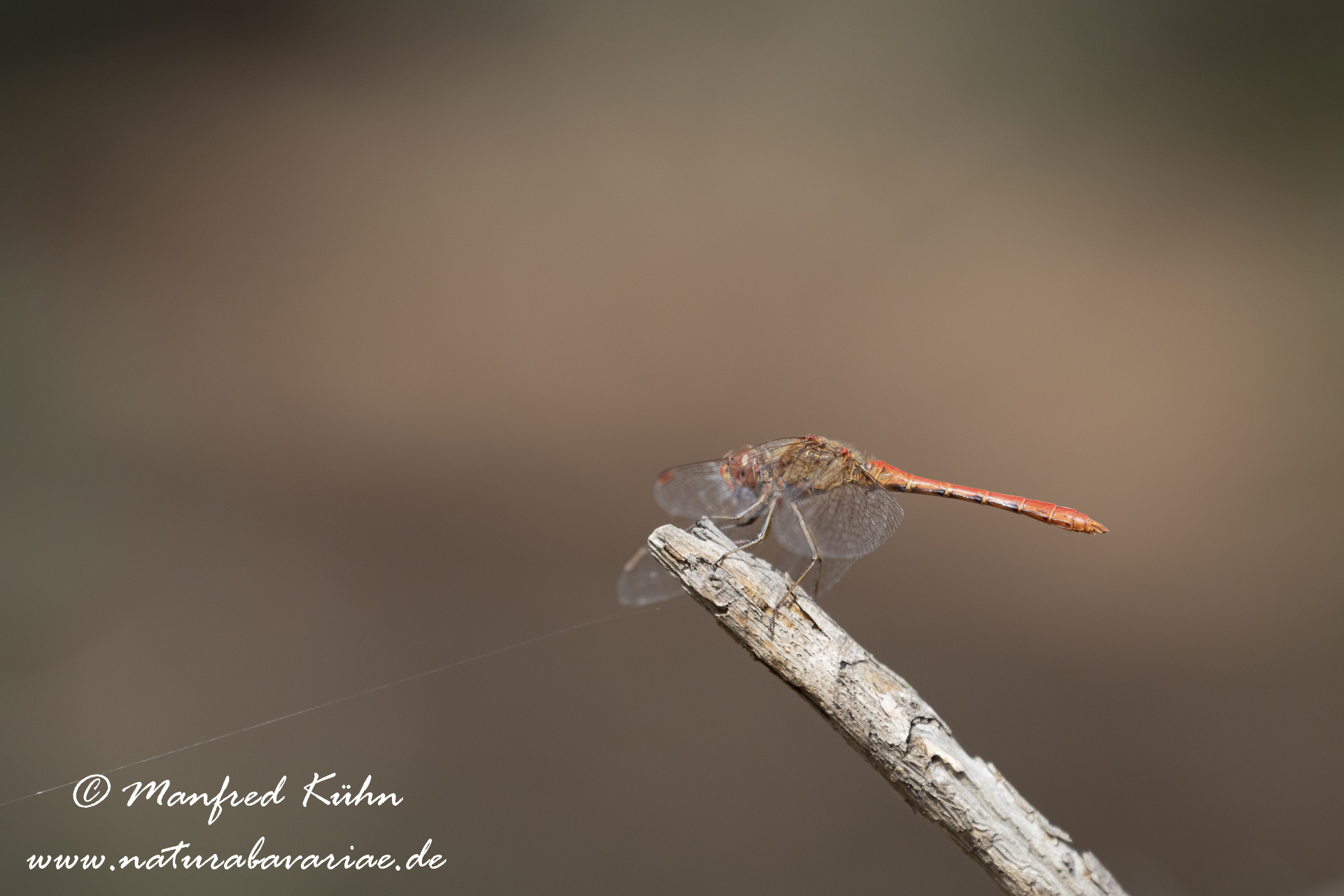 Heidelibelle (Südliche)_0001