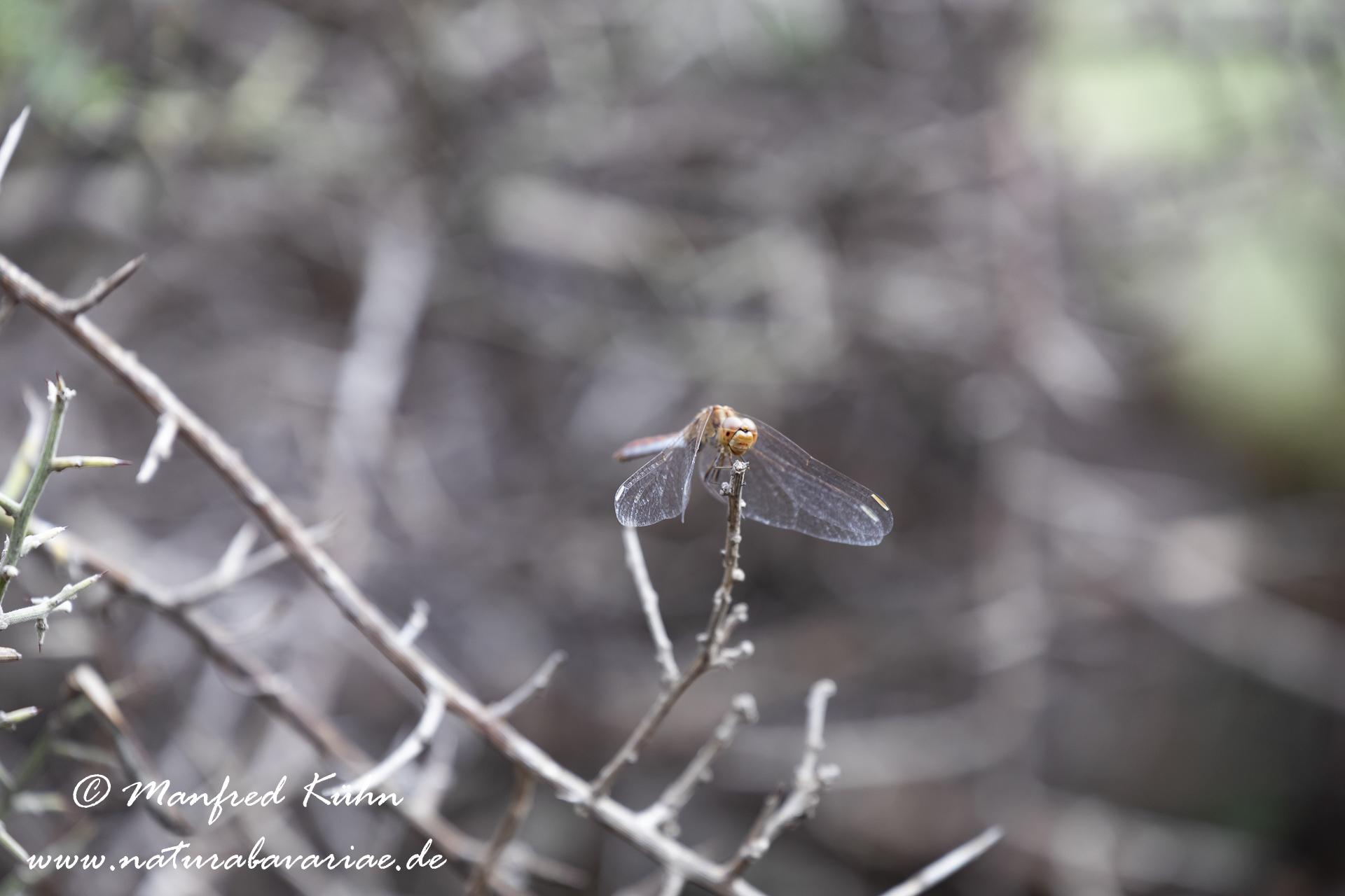 Heidelibelle (Südliche)_0004