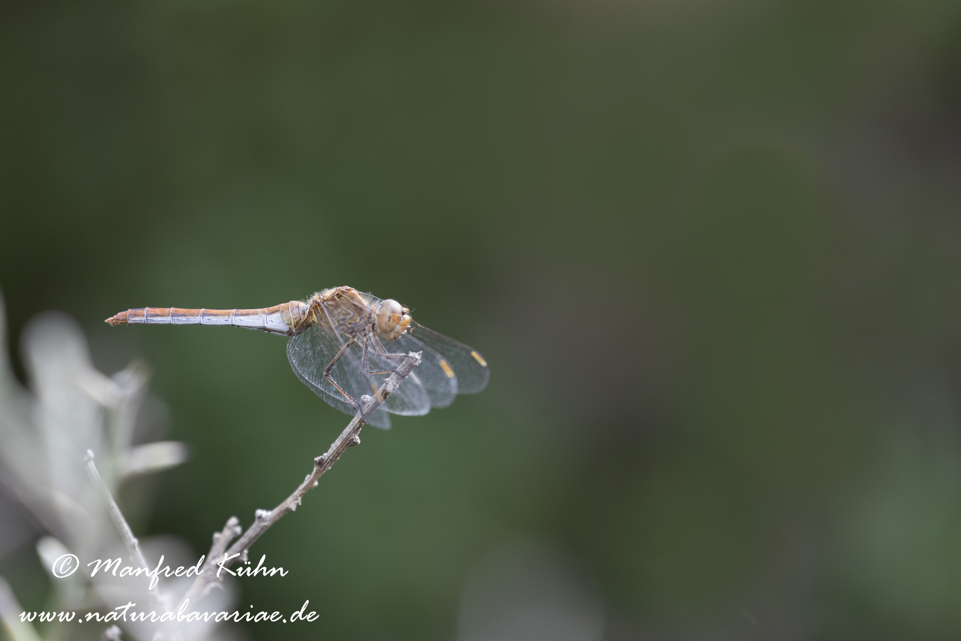 Heidelibelle (Südliche)_0006