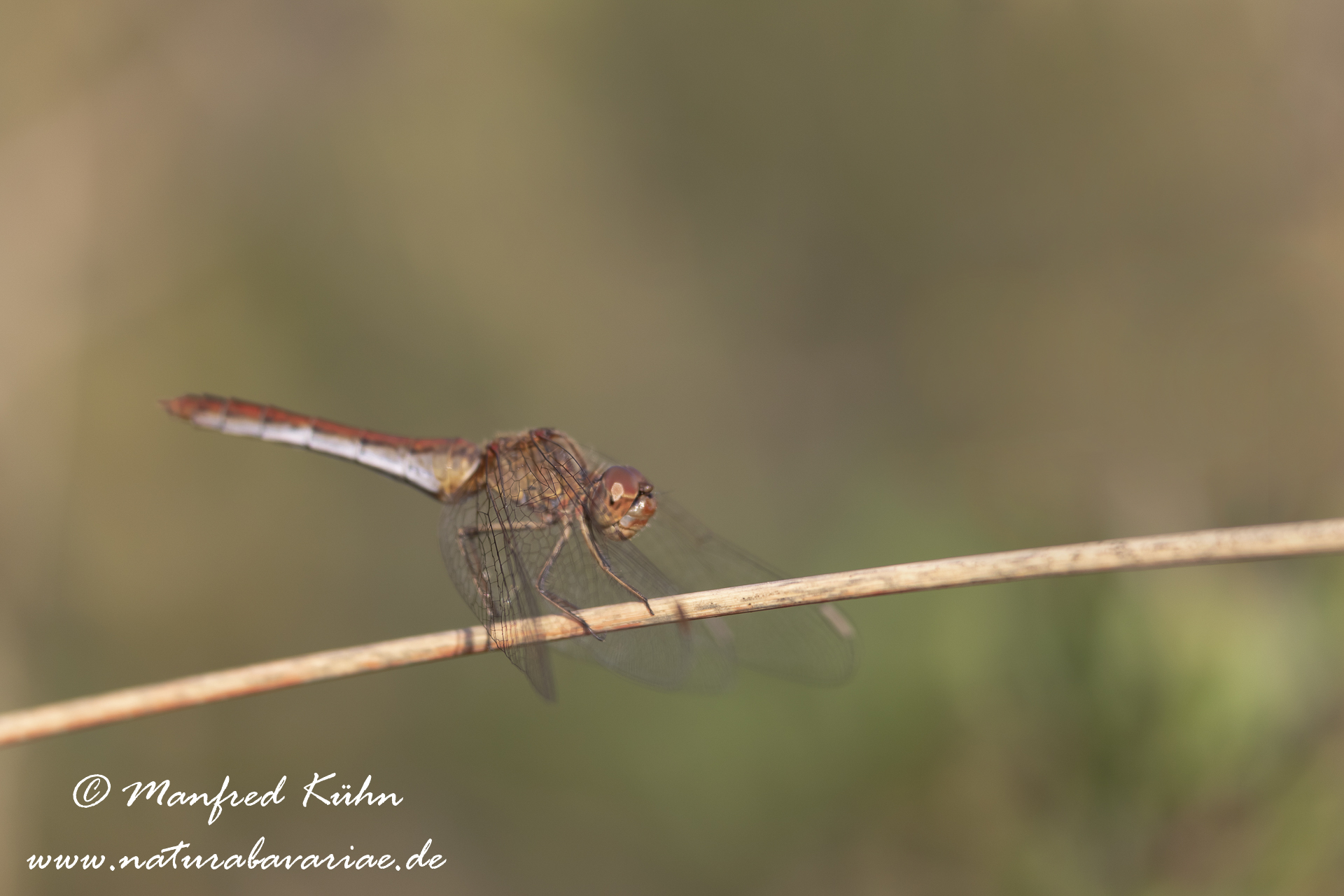 Heidelibelle (Südliche)_0010