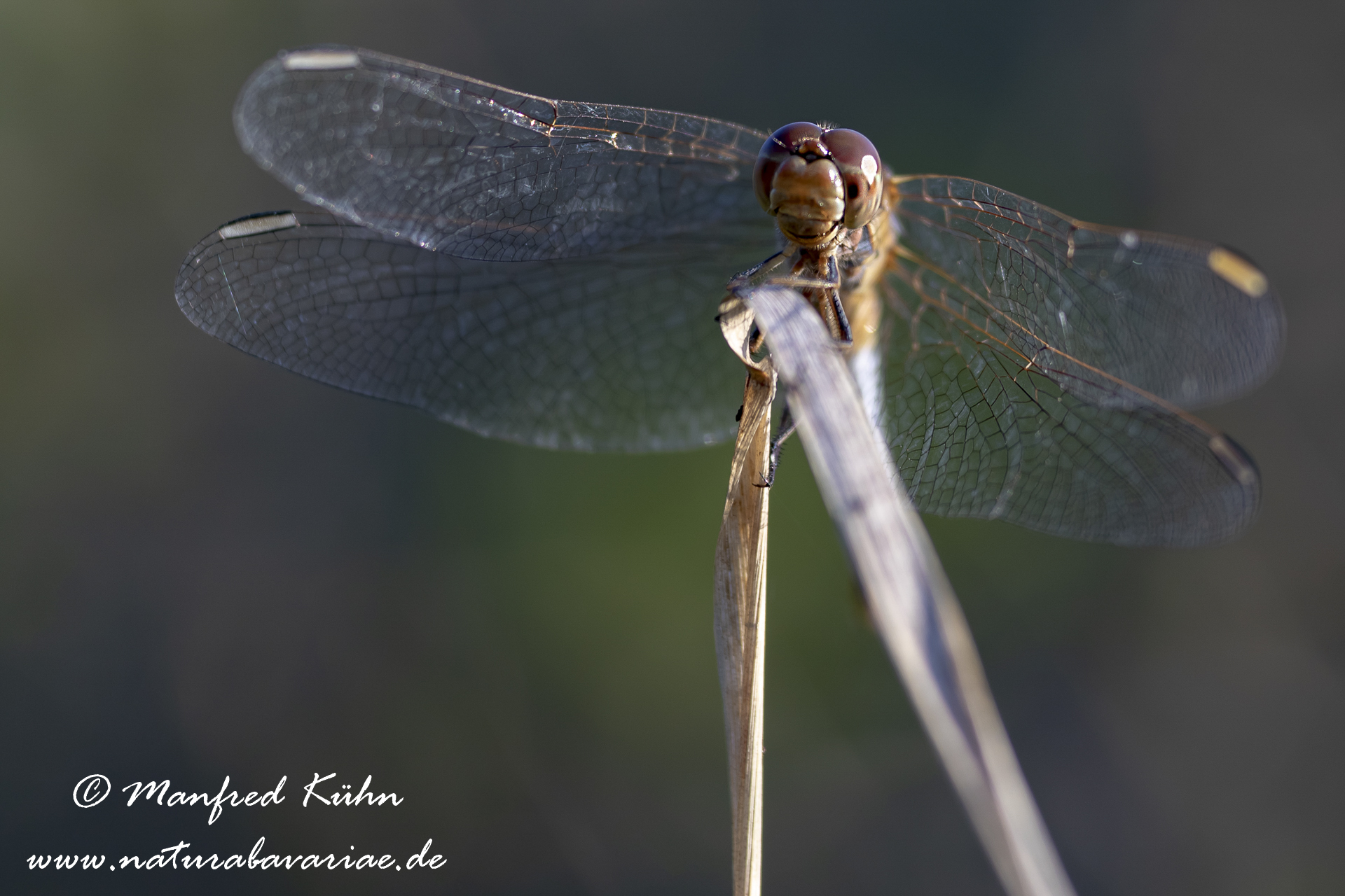 Heidelibelle (Südliche)_0014a