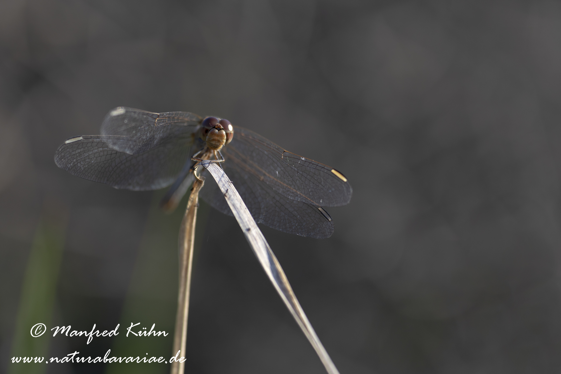 Heidelibelle (Südliche)_0016