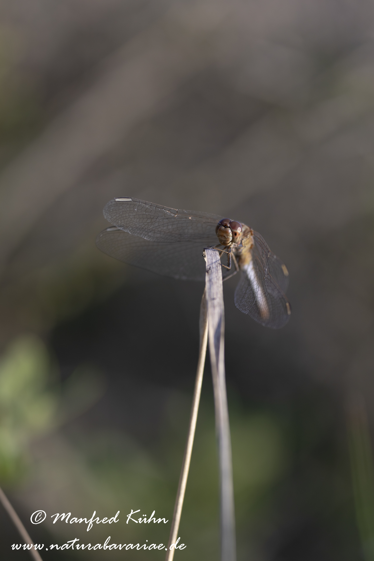 Heidelibelle (Südliche)_0020