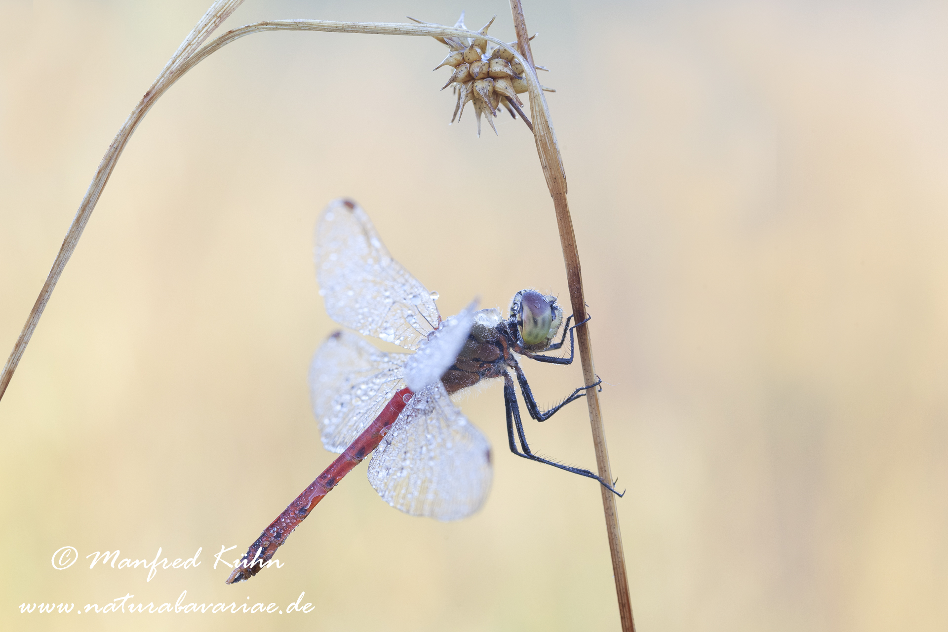 Heidelibelle (Sumpf-)_0006