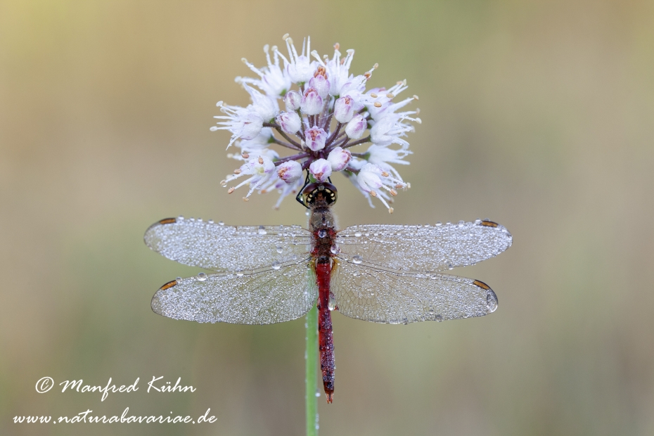 Heidelibelle (Sumpf-)_0017