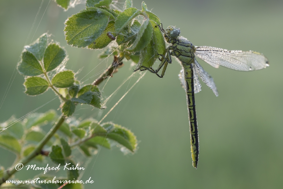 Keiljungfer (westliche)_0003