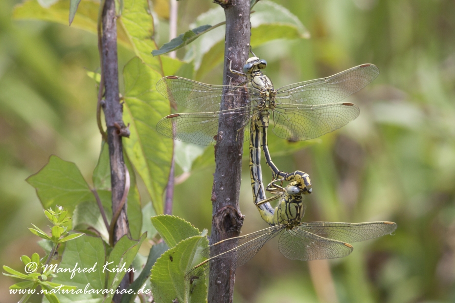 Keiljungfer (westliche)_0005