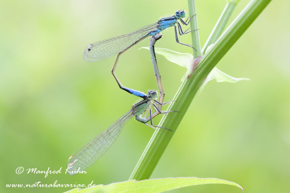 Pechlibelle (Große)_0019