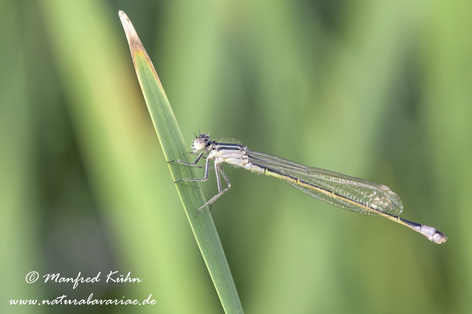 Pechlibelle (Große)_0020