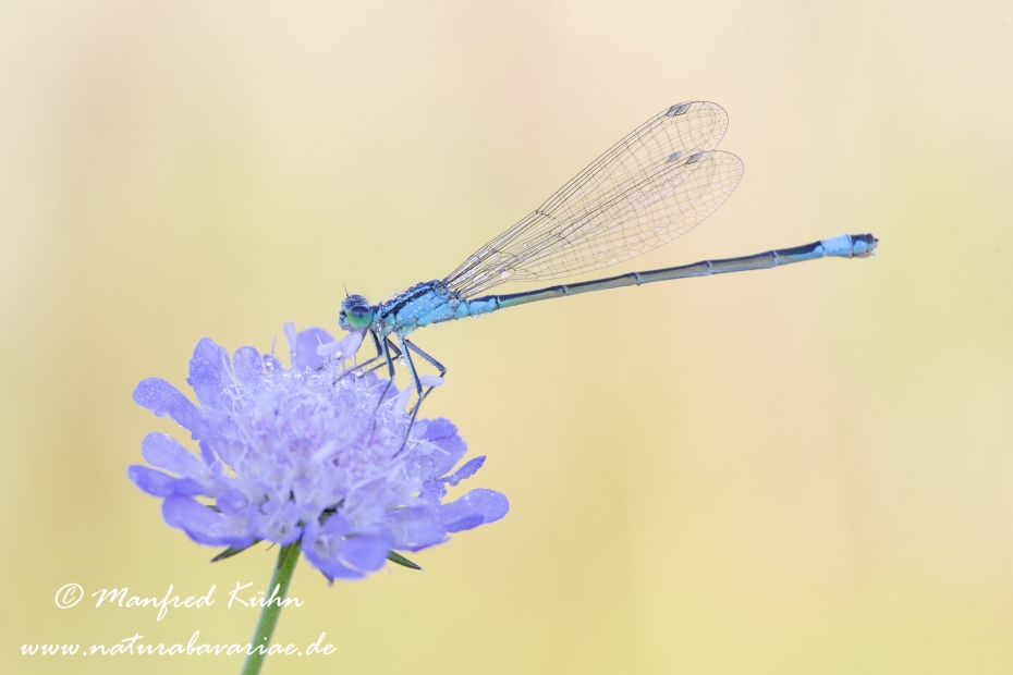 Pechlibelle (Große)_0023