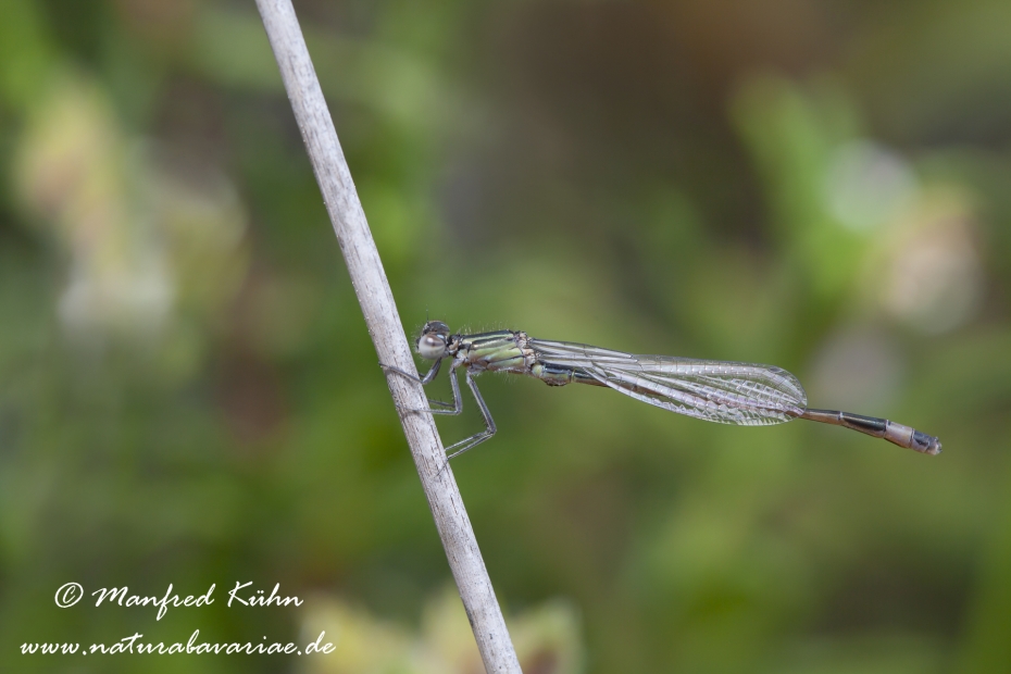 Pechlibelle (Insel-)_0001