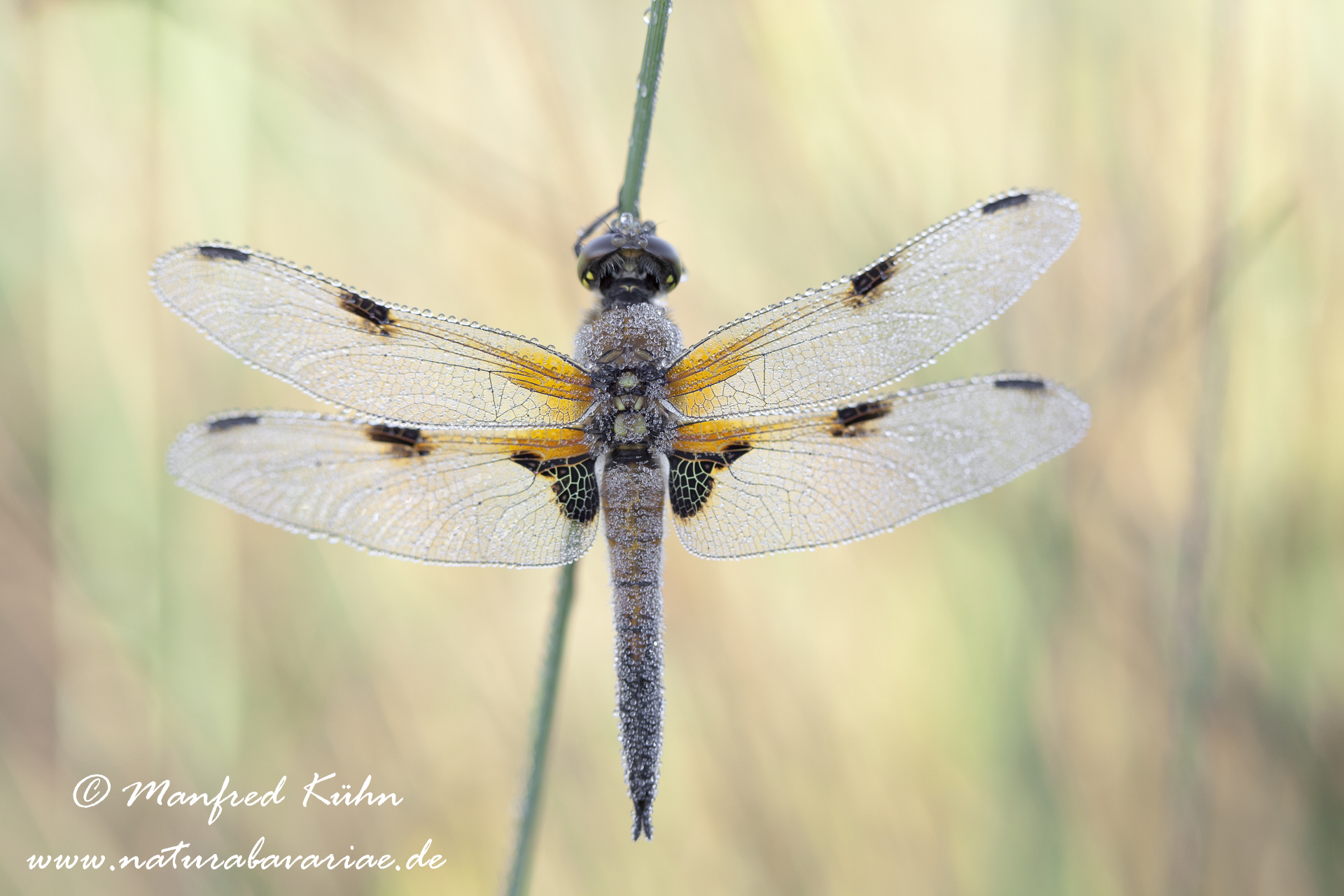 Vierflecklibelle ()_0008