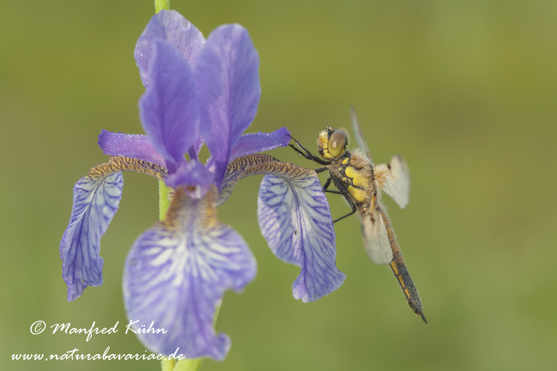 Vierflecklibelle ()_0019