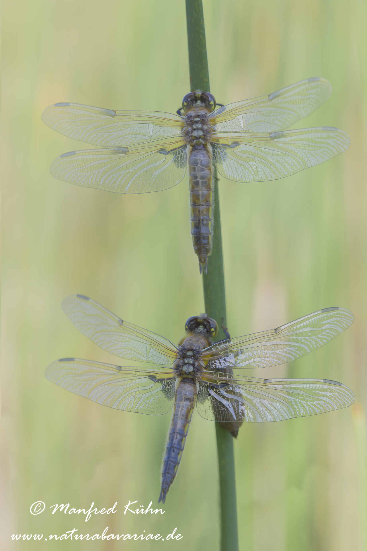 Vierflecklibelle ()_0025
