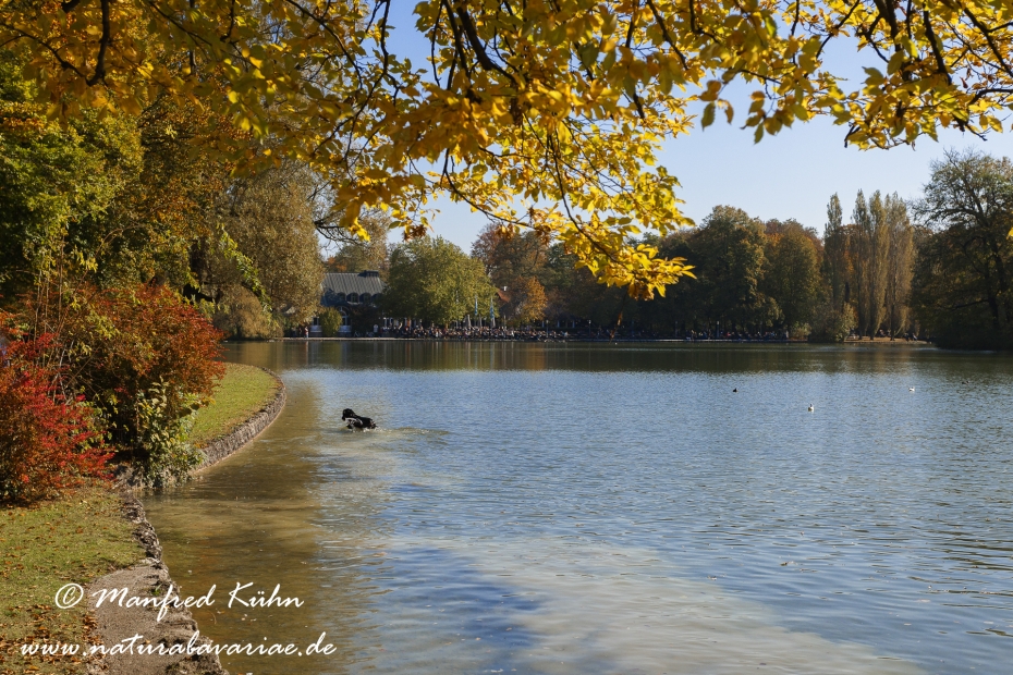 Englischer Garten ()_0008