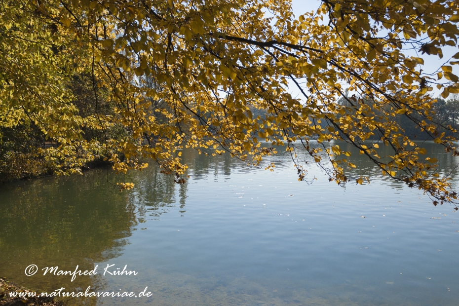 Englischer Garten ()_0010