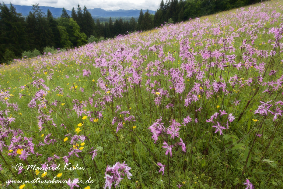 Bergwiese (LKR_Miesbach)_0003