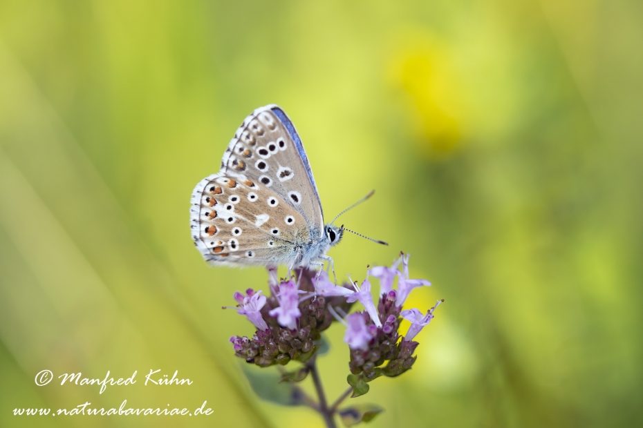 Bläuling (Himmelblauer)_0003