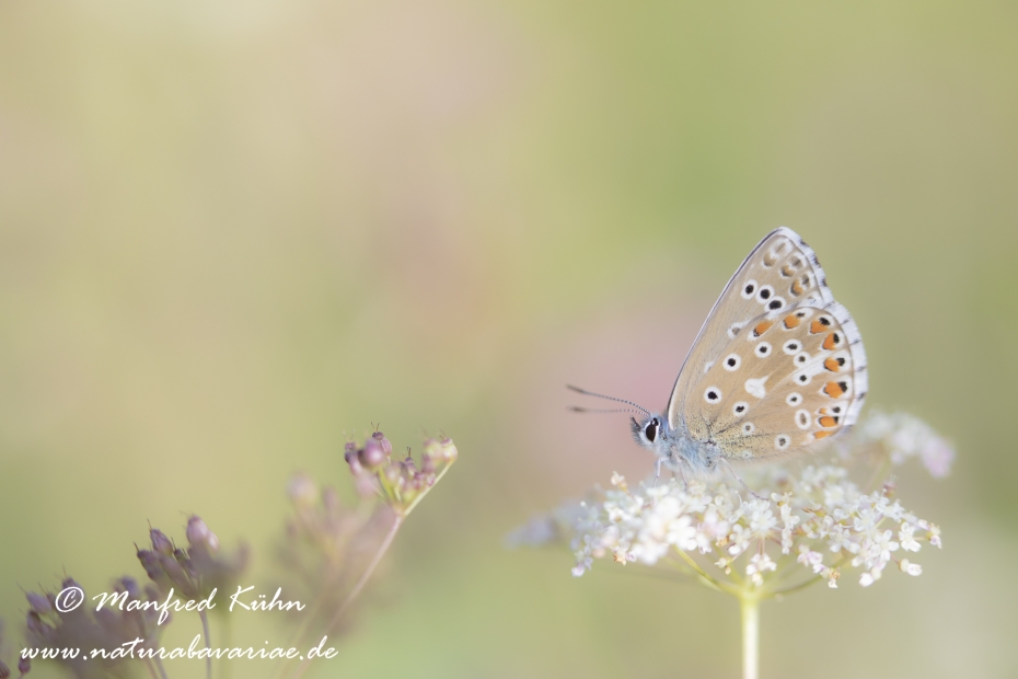 Bläuling (Himmelblauer)_0008