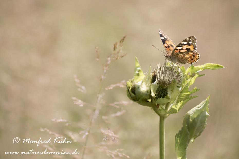 Distelfalter ()_0011