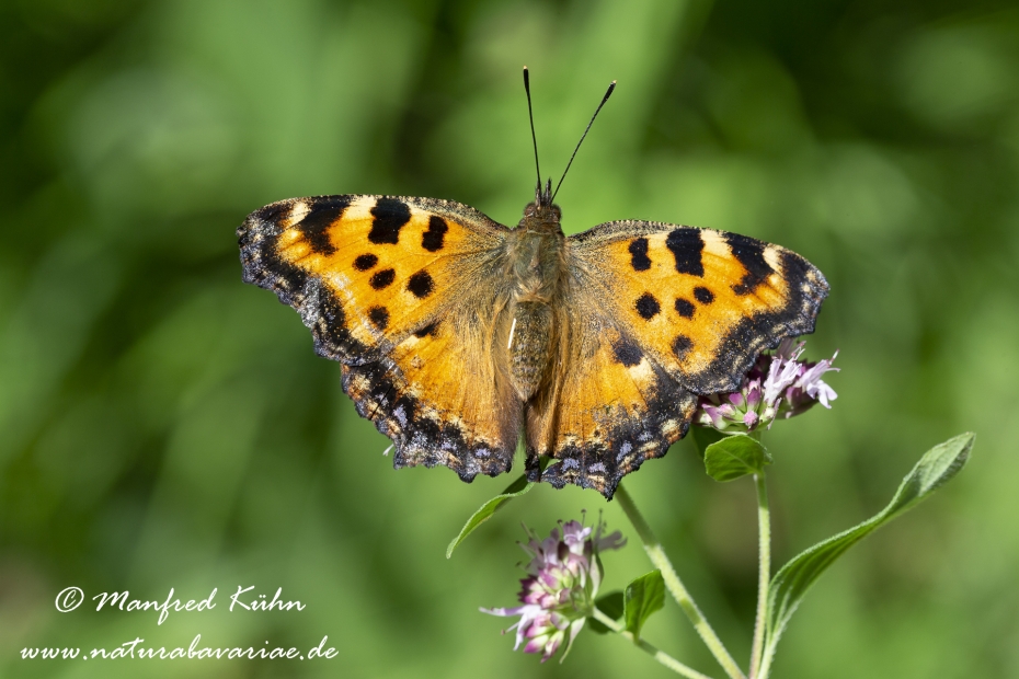 Fuchs (Grosser)_0004