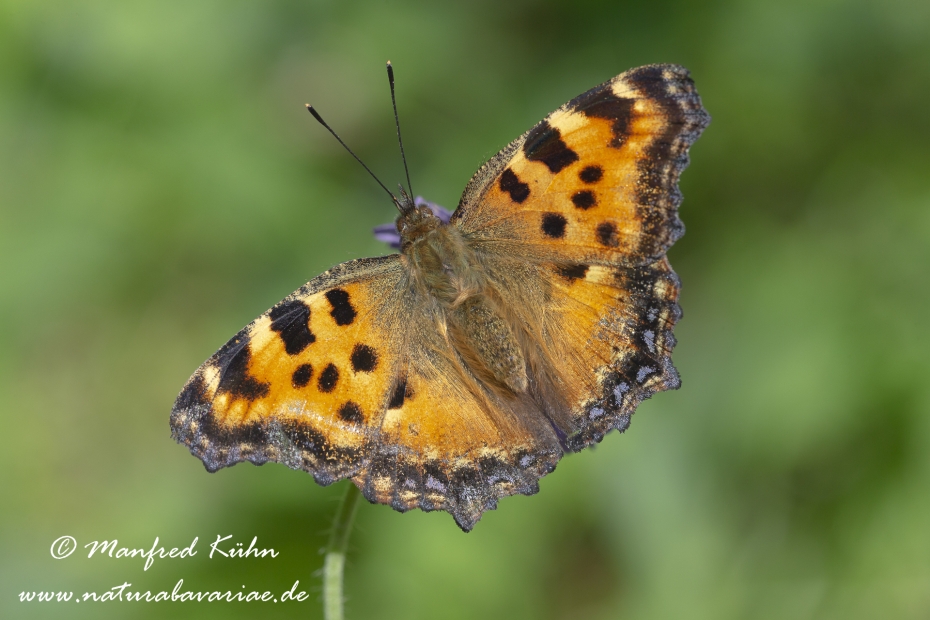 Fuchs (Grosser)_0006