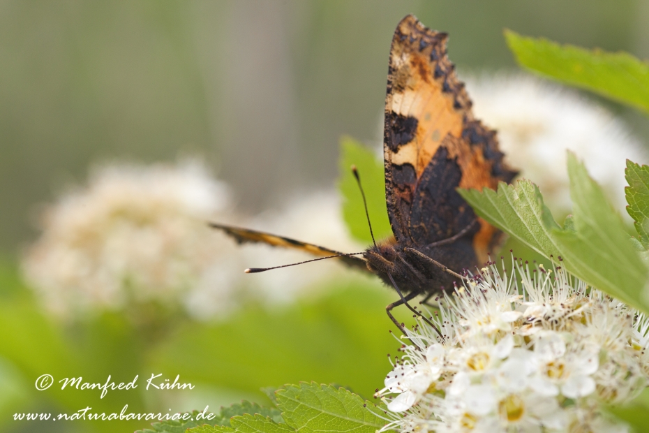 Fuchs (Kleiner)_0001
