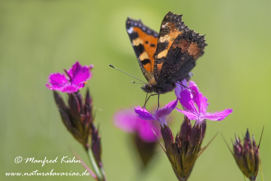 Fuchs (Kleiner)_0017