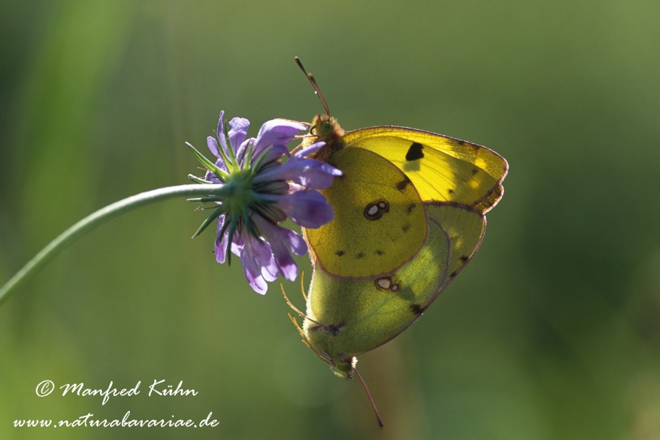 Golden Acht (Heufalter)_0015