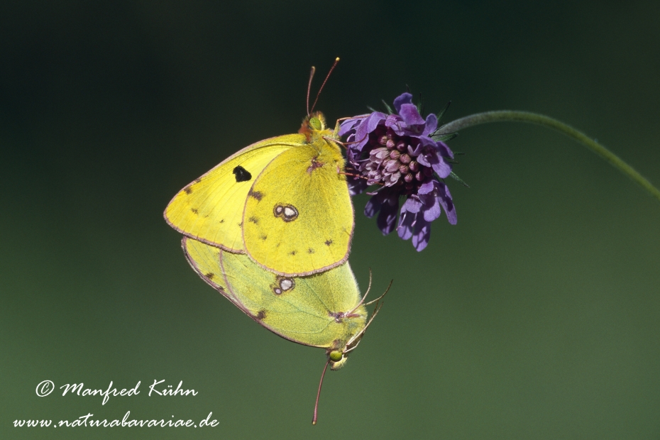 Golden Acht (Heufalter)_0017